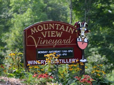 mountain-view-vineyard